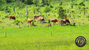 kirnbergrundeinzell23062022 (62)_JPG