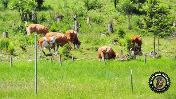 kirnbergrundeinzell23062022 (63)_JPG