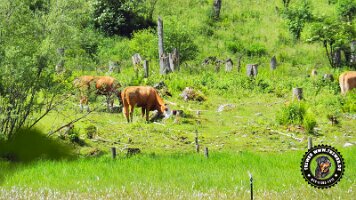 kirnbergrundeinzell23062022 (64)_JPG