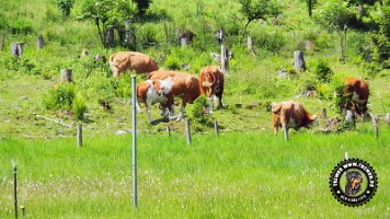 kirnbergrundeinzell23062022 (65)_JPG