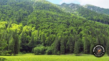 kirnbergrundeinzell23062022 (67)_JPG