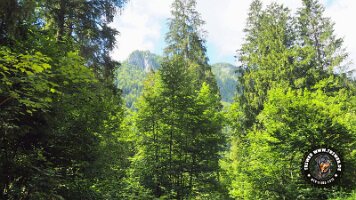 kirnbergrundeinzell23062022 (92)_JPG